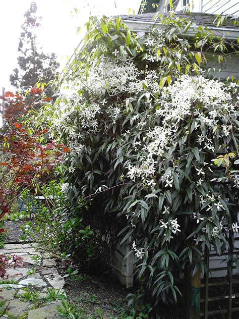 Get the best deal for passion flower evergreen vines from the largest online selection at ebay.com. Evergreen Clematis in Bloom! | Evergreen clematis ...