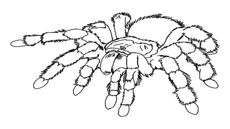 How about coloring a beautiful or funny spider to familiarise him or her with these strange beasts? Spider coloring pages to download and print for free
