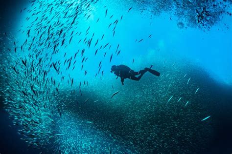 The Best Scuba Dives That Are Found Just Steps From Shore