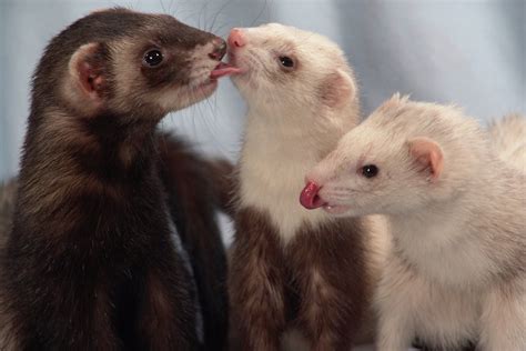 Pin By Dyi Blog Lover On Ferrets Ferret Pet Ferret Cute Ferrets