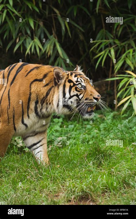 Sumatran Tiger Panthera Tigris Sumatrae Captive Stock Photo Alamy