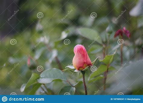 Rosebud In The Garden Photo Close Up Stock Image Image Of Park