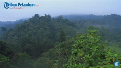 Surga Tersembunyi Di Bukit Tiga Puluh Indragiri Hulu Tribunnews Com