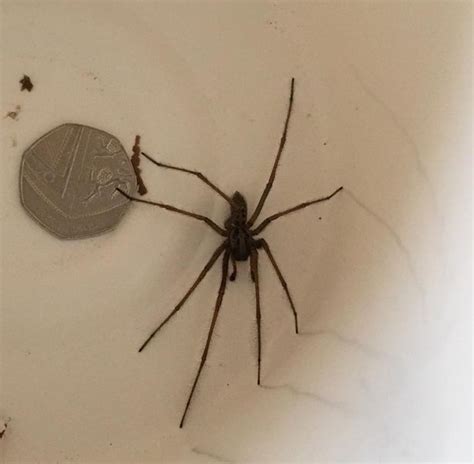 Sex Starved Spiders To Invade Homes In The Hunt For A Mate Liverpool Echo