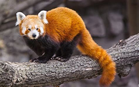 Name of the state animal of sikkim is red panda. red panda : image, wall, pic 1920x1200 | Panda bears wallpaper, Animals beautiful, Red panda