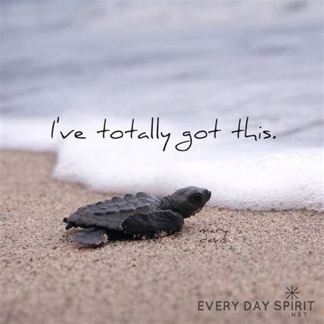 Pin By Cindy Winston On Reptiles Turtle Quotes Turtle Cute Turtles