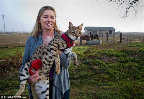 Meet Trouble The Worlds Tallest Cat Who Is Part African Wildcat But