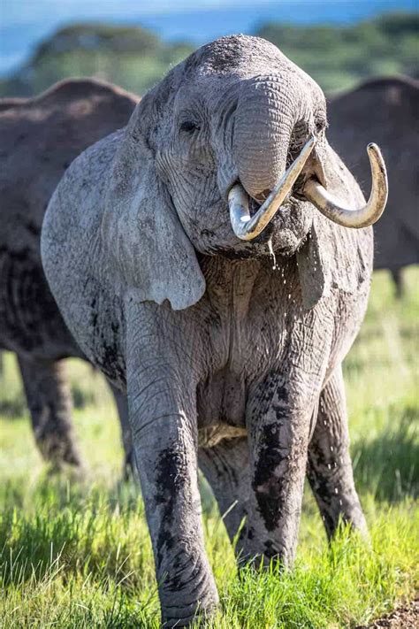 El Elefante Podría Desaparecer En Doce Años