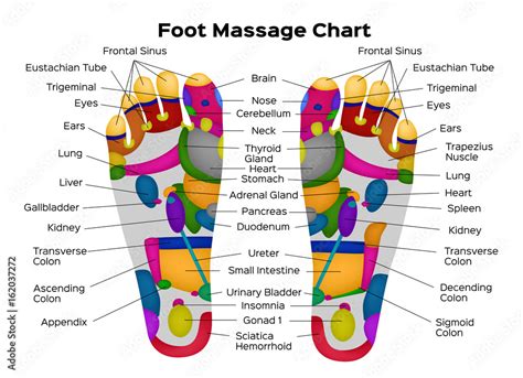 Foot Reflexology Chart With Description Of The Internal Organs And Body Parts Vector
