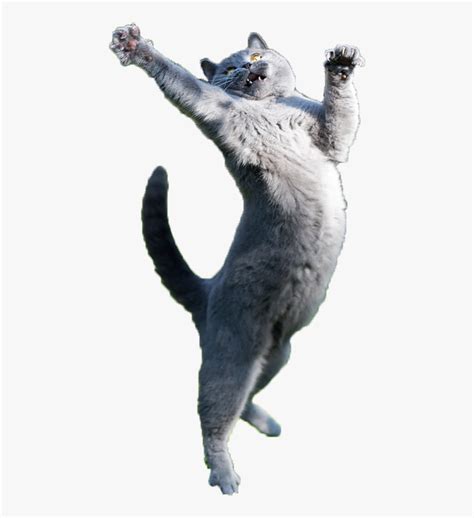 Clip Art Just Some Fabulous Cats Cat Jumping Transparent Background