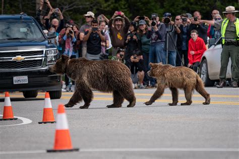 In Search Of Grizzly Bears In Grand Teton National Park Resource Travel