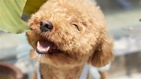 120 Popular Cute And Unique Female Poodle Names Youll Love