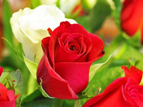 Download 72 Gambar Bunga Ros Paling Cantik Hd Terbaru Gambar