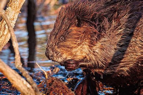 Beaver Eating Bellamy Resrvoir Photograph By Jeff Sinon Pixels