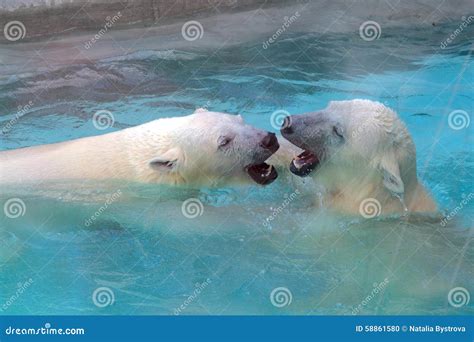 Two Swimming White Bears Stock Photo Image Of Diving 58861580