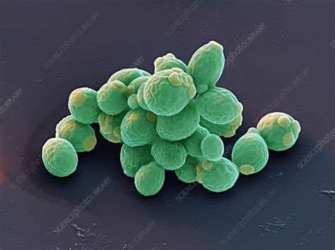 Candida Albicans Yeast Cells Sem Stock Image C0491554 Science