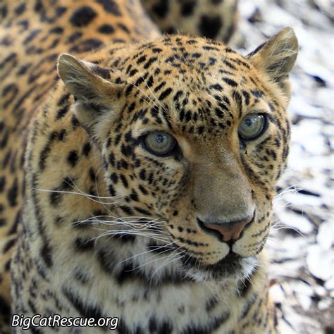 Sundari Leopard Has The Prettiest Face Her Stare Is So Intense It Is Like She Is Seeing Right