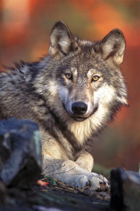 Idaho Wolf Population Decreased By 11 Percent In 2012 The Spokesman