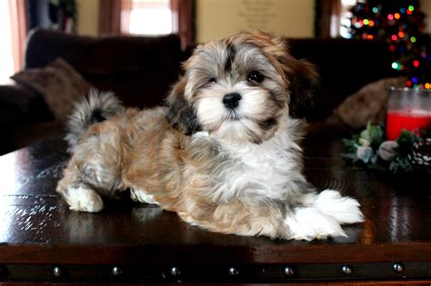 Havanese puppies for sale by michigan havanese breeders. HavaHug Havanese Puppies - HavaHug Havanese Puppies of ...