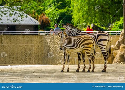 Mother And Juvenile Hartmanns Mountain Zebra Together Antwerp Animal