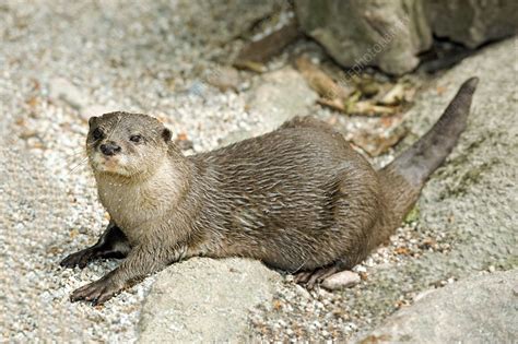 Asian Small Clawed Otter Stock Image C0041989 Science Photo Library