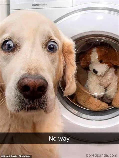 Pup owners share hilarious Snapchat recounting their dog's adventures ...