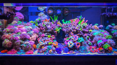 Reef Tanks Of Instagram Are Beauty Magazines All Over Again Reef