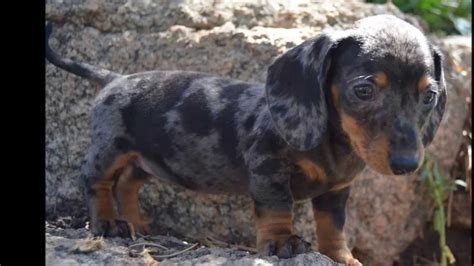 Breeder of quality smooth miniature dachshunds in iowa. Miniature Silver Dapple Dachshunds Puppies for sale **719 ...