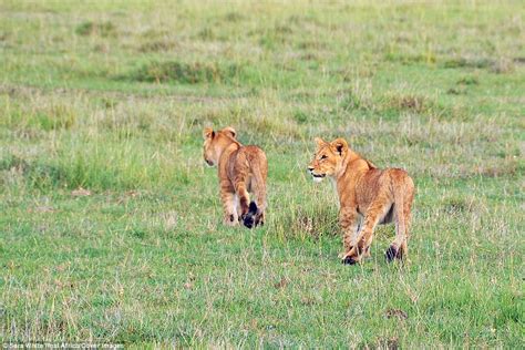 Lioness Bites A Lone Male In The Face In Kenya Daily Mail Online