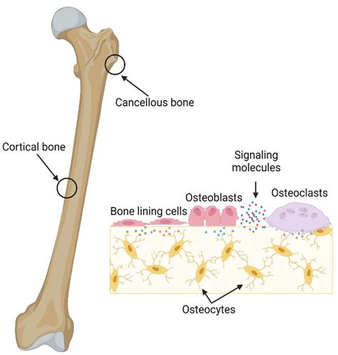 Osso Cortical E Trabecular
