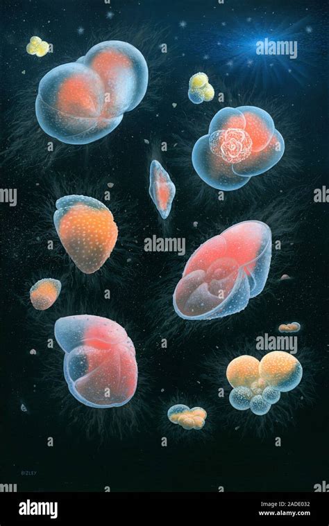 Illustration Of Various Species Of Modern Foraminifera Living In The