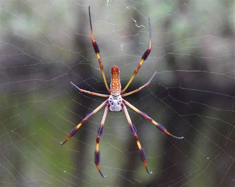 A Banana Spider In Its Web Smithsonian Photo Contest Smithsonian