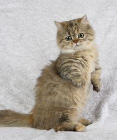 Renee was a little a: 79 Best Mixed Cat and Dog Breeds images | Dog breeds, Dogs ...