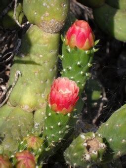 In fact, the majority of cacti are native to dry regions… Free Images : flora, flower, flowers, bloom, flowering ...