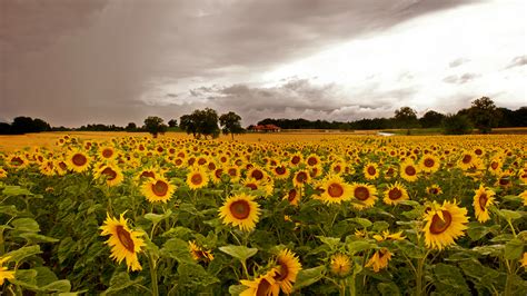 Sunflower Field Hd Wallpaper Background Image