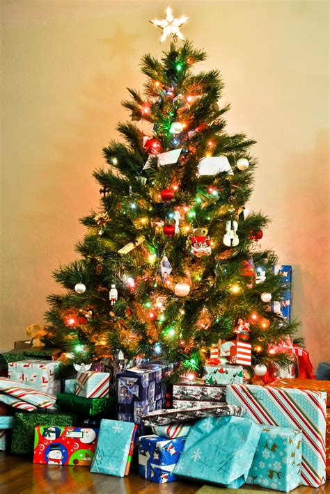 If you've been reading ibc for a while, you'll know that i'm crazy about christmas. Free Images : holiday, fir, christmas tree, christmas ...