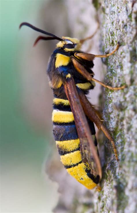 To Protect Itself This Moth Looks Just Like A Hornet