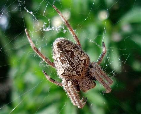 Learn how to do just about everything at ehow. Garden Orb Web Spider | Fasci Garden