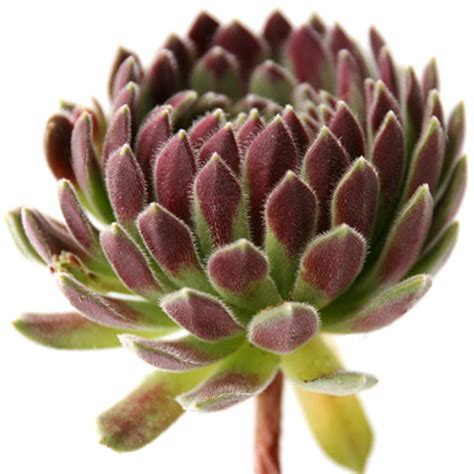 Sempervivum Pacific Plum Fuzzy Hens And Chicks For Sale