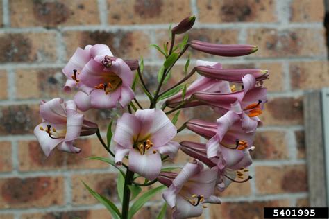 Lily Lilium Spp Liliales Liliaceae 5401995