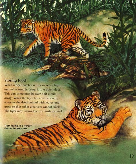 The Best Book Of Big Cats