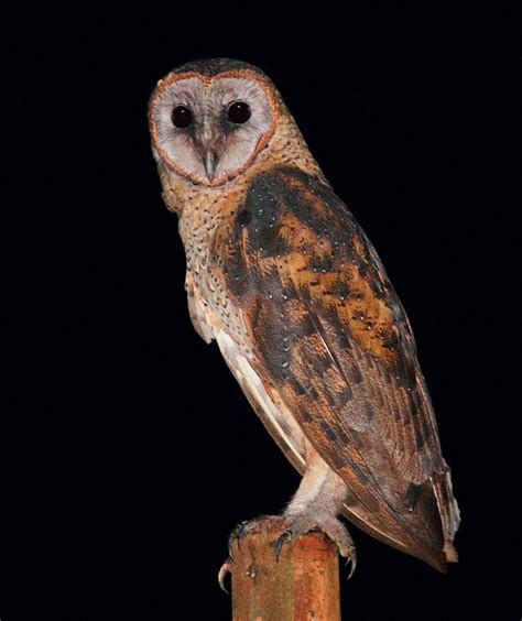 Celebes Barn Owl Tyto Rosenbergii Owl Barn Owl Owl