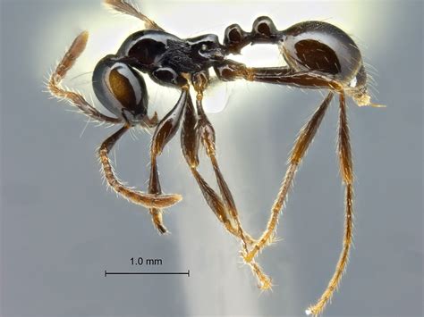 Formicidae Aenictinae Aenictus Brevinodus