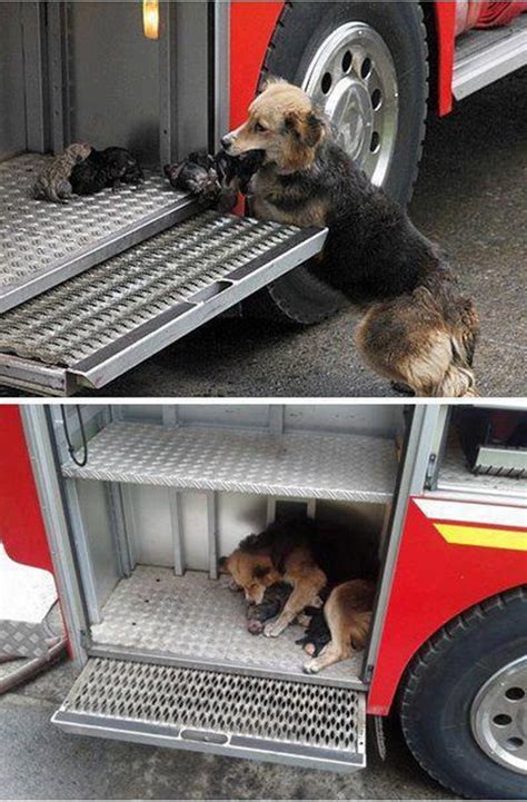 Mother Dog Saves Her Puppies From A House Fire Pic Amazing Creatures