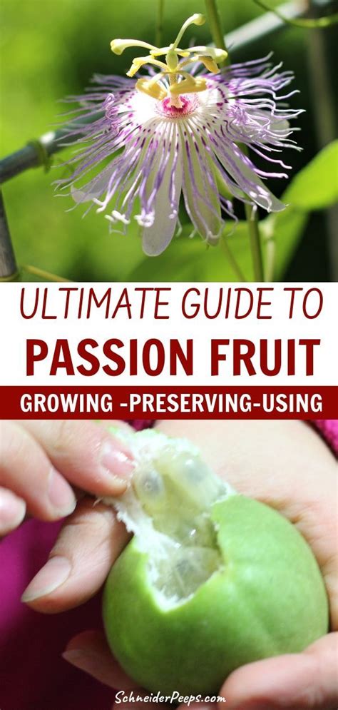 We did not find results for: Growing and Using Passionflowers aka Maypop | Passion ...
