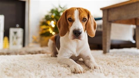 Why Do Dogs Scratch The Carpet Exploring The Reasons Dogneedsbest