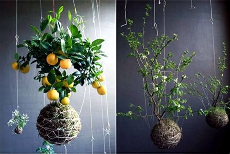 Maybe you would like to learn more about one of these? 20 ideas for hanging flower pots - indoor plants exhibit ...