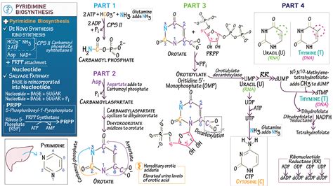 Biochemistry Pyrimidine Biosynthesis Ditki Medical Biological Sciences