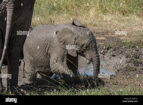 Baby Elephant In Mud Hole Hi Res Stock Photography And Images Alamy