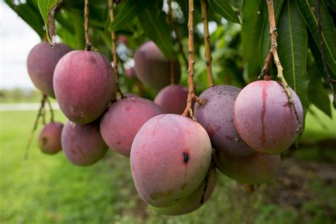With Specific Steps Taken Mangoes Can Grow And Thrive In Florida